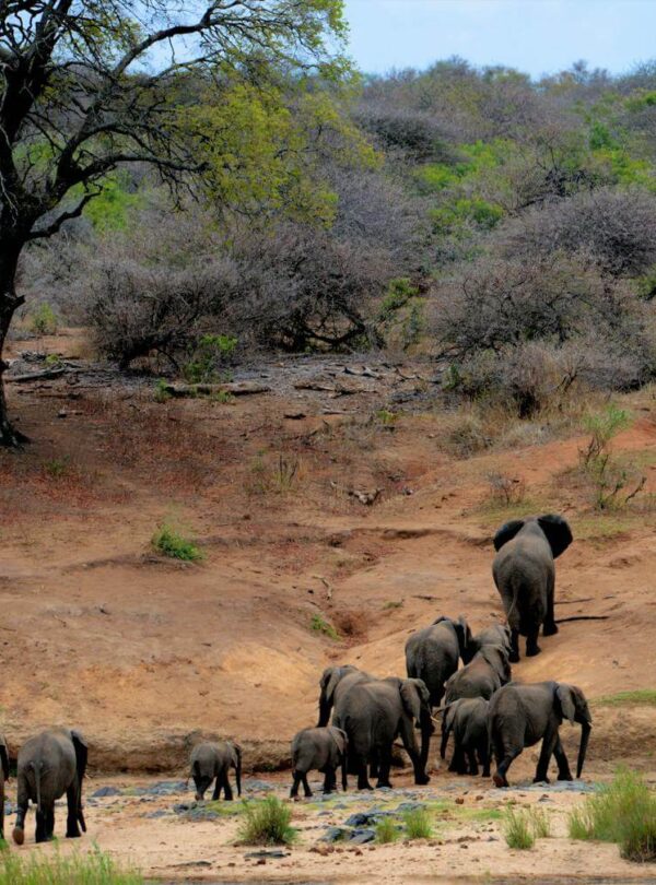 pexels-frans-van-heerden-201846-631317